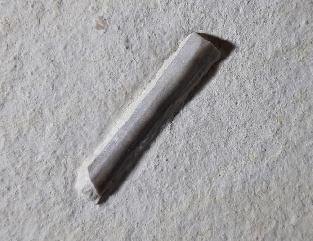 Hibolithes semisulcatus (MNSTER 1830) (zerbissen) - Bild © FossNet FossilienStore
